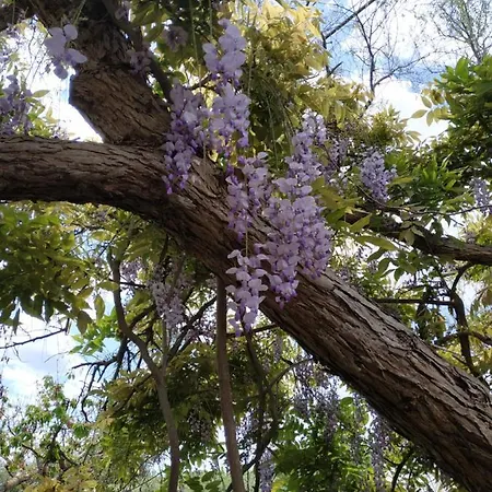 La Magnolia *